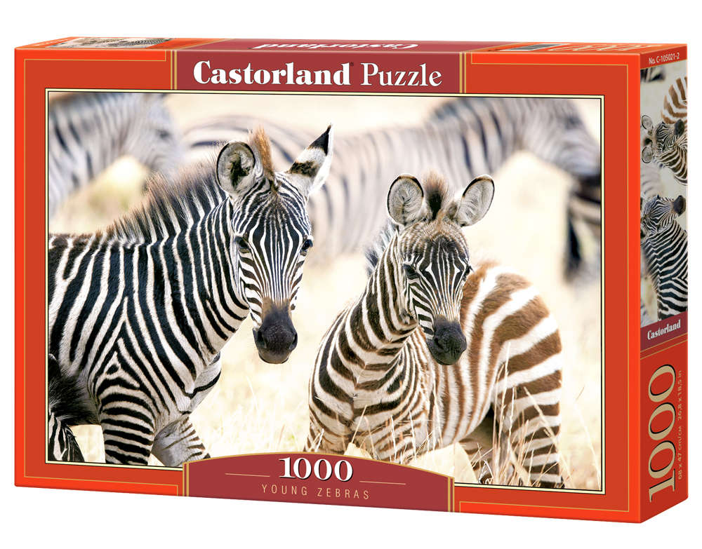 Castorland - Young Zebras - 1000 Teile Puzzle - Nur CHF 17.90! Jetzt kaufen auf fluxed.ch